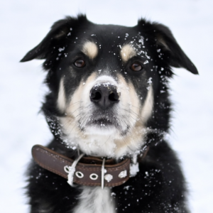 Bild von unserem Hund im Schnee